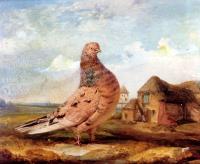 James Ward - A Fancy Pigeon